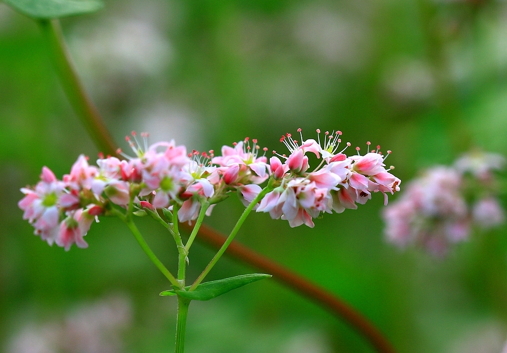 江西主要蜜源植物（江西省蜜蜂主要蜜源的介紹）