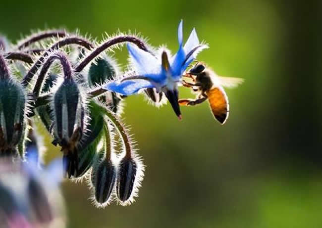 養蜂人如何給蜜蜂喂水? 如何給蜜蜂喂水