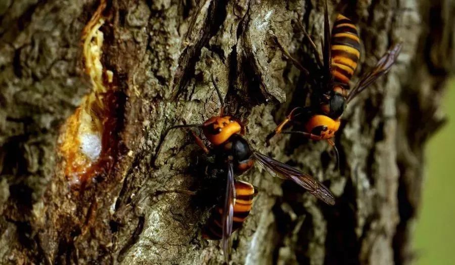 胡蜂飛行速度一小時多少公里（胡蜂飛行速度是多少）