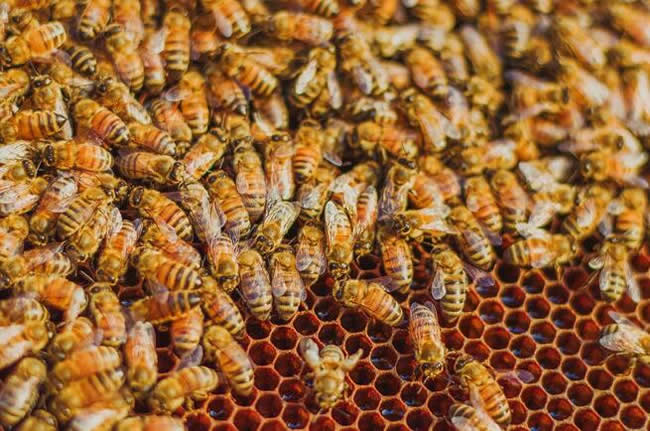 【蜜蜂知識】如何進行人工分蜂？