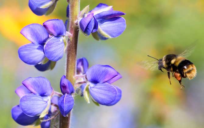 阿壩中蜂比華中中蜂采集半徑大嗎(蜜蜂的采集范圍有多大) 阿壩中蜂比華中中蜂采集半徑大嗎(蜜蜂的采集范圍有多大)