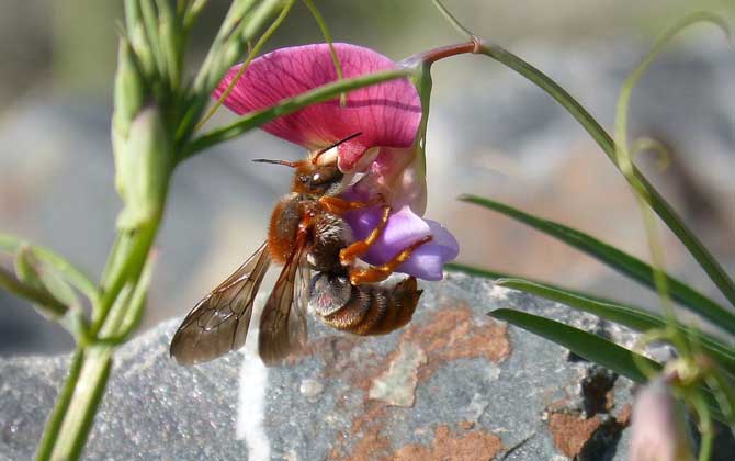 阿壩中蜂比華中中蜂采集半徑大嗎(蜜蜂的采集范圍有多大) 阿壩中蜂比華中中蜂采集半徑大嗎(蜜蜂的采集范圍有多大)