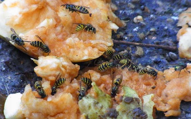 馬蜂和蜜蜂最直接的區別