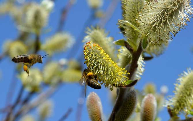 馬蜂和蜜蜂最直接的區別