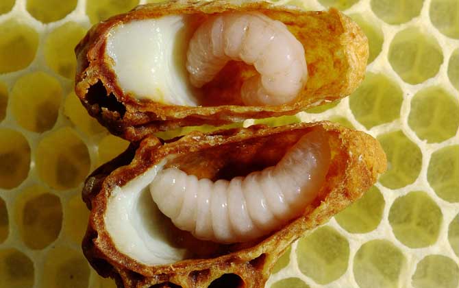 蜂王胎是什么東西(蜂王胎是怎么形成的) 蜂王胎是什么東西(蜂王胎是怎么形成的)