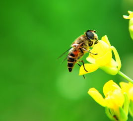 懶人養蜂養意蜂好還是中蜂好(新手養意蜂最好還是養中蜂最好) 懶人養蜂養意蜂好還是中蜂好(新手養意蜂最好還是養中蜂最好)