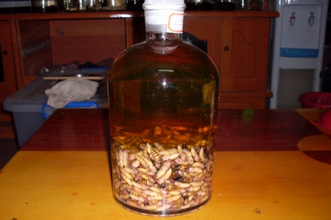 蜂蛹酒的功效與作用(蜂蛹的營養價值和蜂蛹酒的適宜人群) 蜂蛹酒的功效與作用(蜂蛹的營養價值和蜂蛹酒的適宜人群)