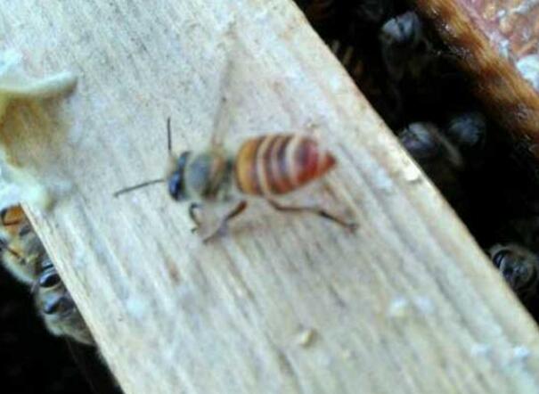 野外捉回來的蜜蜂怎么養(yǎng)(怎么養(yǎng)野蜂) 野外捉回來的蜜蜂怎么養(yǎng)(怎么養(yǎng)野蜂)