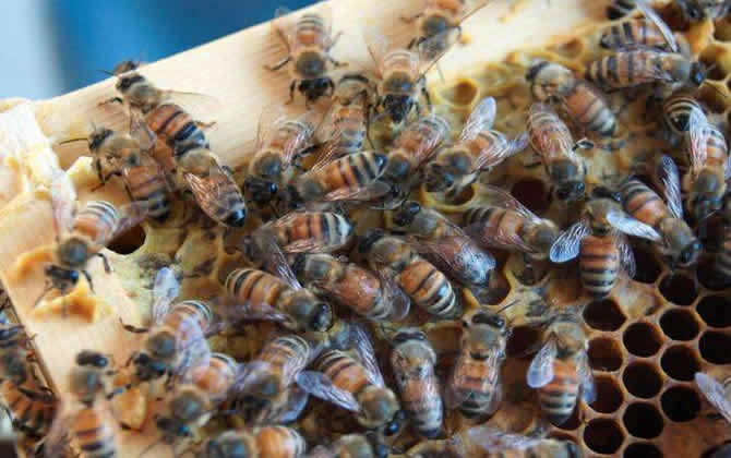 蜜蜂越冬溫度最適是多少? 蜜蜂越冬溫度最適是多少?