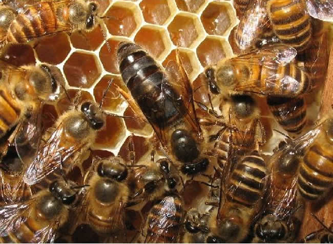 蜂王交尾失敗如何處理？