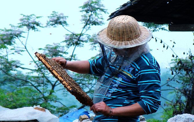 永久不讓蜜蜂分蜂(防止蜜蜂自然分蜂的方法) 永久不讓蜜蜂分蜂(防止蜜蜂自然分蜂的方法)