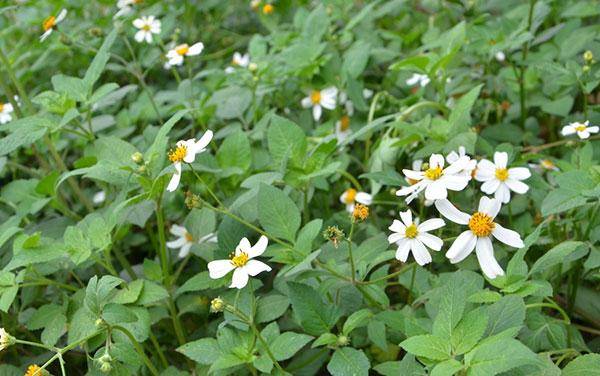 鬼針草有蜜嗎(鬼針草是蜜源植物嗎) 鬼針草有蜜嗎(鬼針草是蜜源植物嗎)