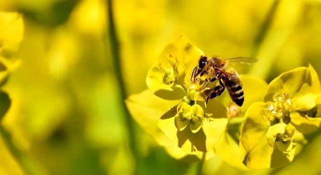 2022年養(yǎng)蜂前景如何(2022年養(yǎng)蜂市場(chǎng)前景分析) 2022年養(yǎng)蜂前景如何(2022年養(yǎng)蜂市場(chǎng)前景分析)