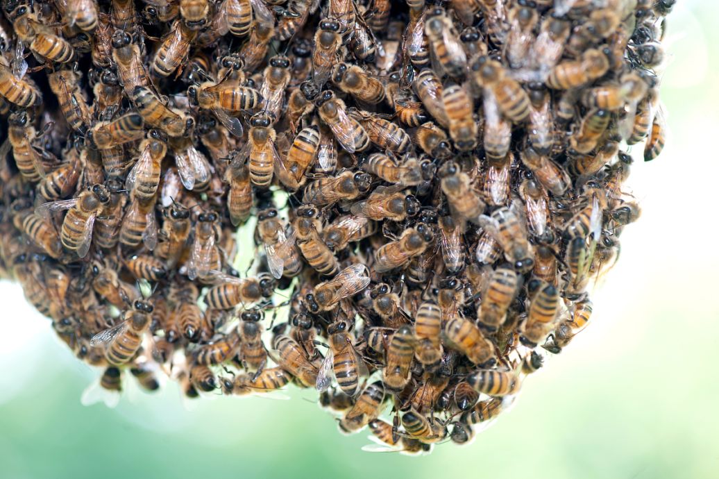 2022年養(yǎng)蜂前景如何(2022年養(yǎng)蜂市場(chǎng)前景分析) 2022年養(yǎng)蜂前景如何(2022年養(yǎng)蜂市場(chǎng)前景分析)