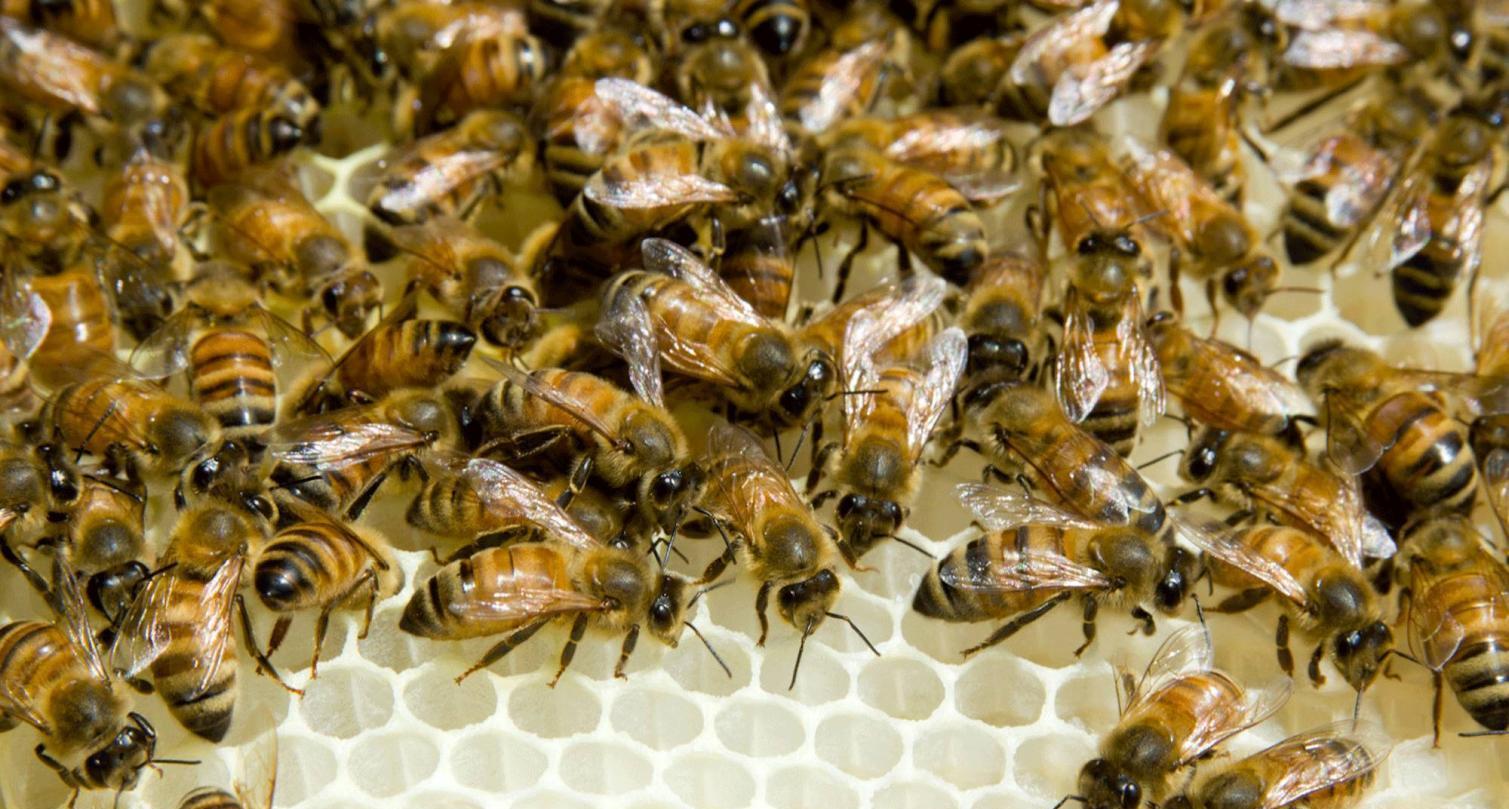 2022年養(yǎng)蜂前景如何(2022年養(yǎng)蜂市場(chǎng)前景分析) 2022年養(yǎng)蜂前景如何(2022年養(yǎng)蜂市場(chǎng)前景分析)