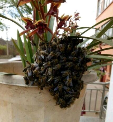 虎頭蜂誘蜂水配方（虎頭蜂誘蜂水怎么制作）