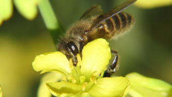 松丹一號和松丹二號可以一起養(yǎng)嗎（松丹1、2號雙交種蜂及其管理要點(diǎn)）
