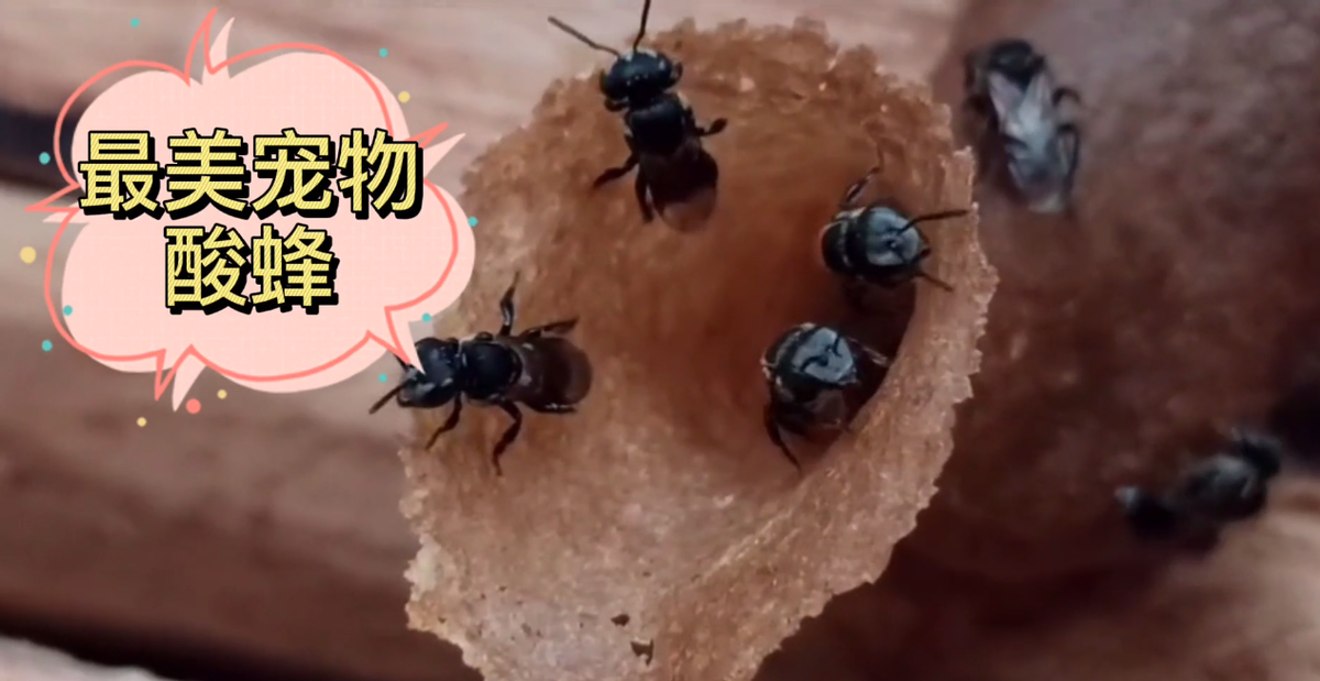 酸蜂的養(yǎng)殖方法（無刺蜂活框養(yǎng)殖技術）