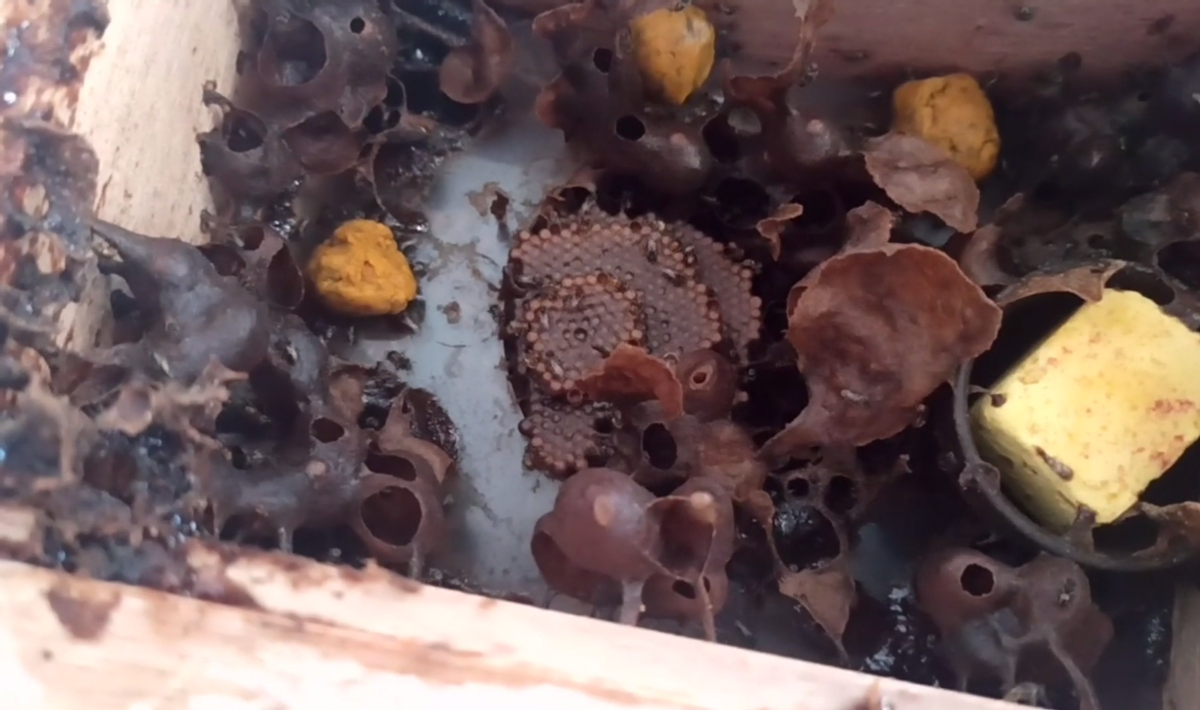 酸蜂的養(yǎng)殖方法（無刺蜂活框養(yǎng)殖技術）