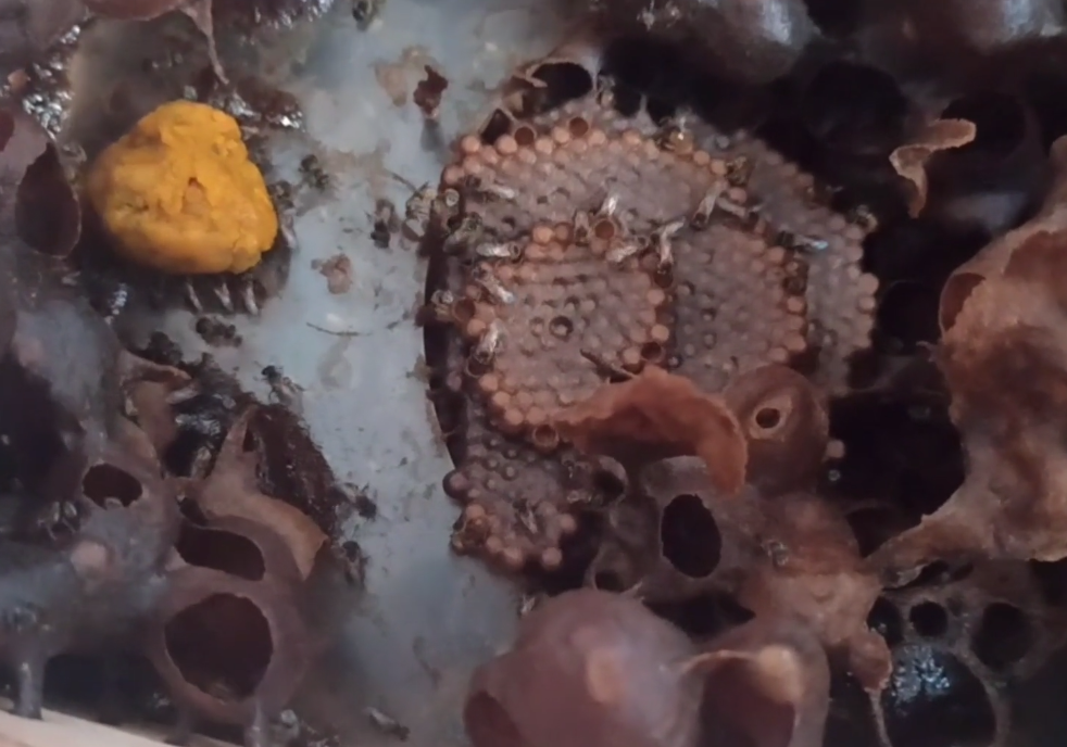 酸蜂的養(yǎng)殖方法（無刺蜂活框養(yǎng)殖技術）