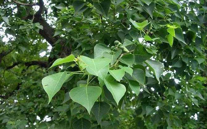 人工栽種的烏桕樹一般開花流蜜嗎(烏桕流蜜期是什么時候) 烏桕