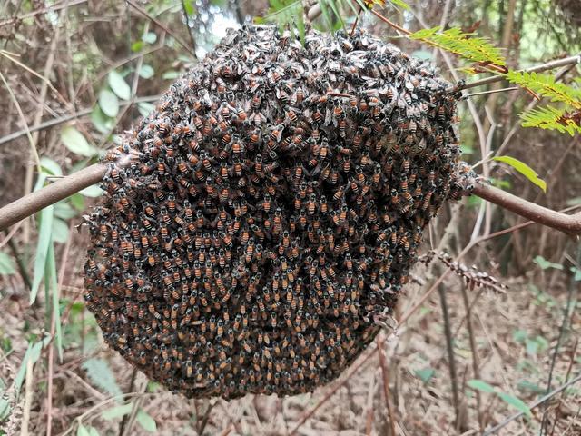 黑小蜜蜂能人工養(yǎng)殖嗎(黑小蜜蜂可以養(yǎng)嗎) 黑小蜜蜂能人工養(yǎng)殖嗎(黑小蜜蜂可以養(yǎng)嗎)