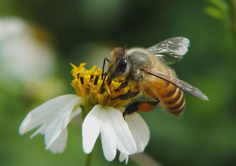 【蜜蜂知識】蜜蜂有幾條腿和翅膀? 【蜜蜂知識】蜜蜂有幾條腿和翅膀?