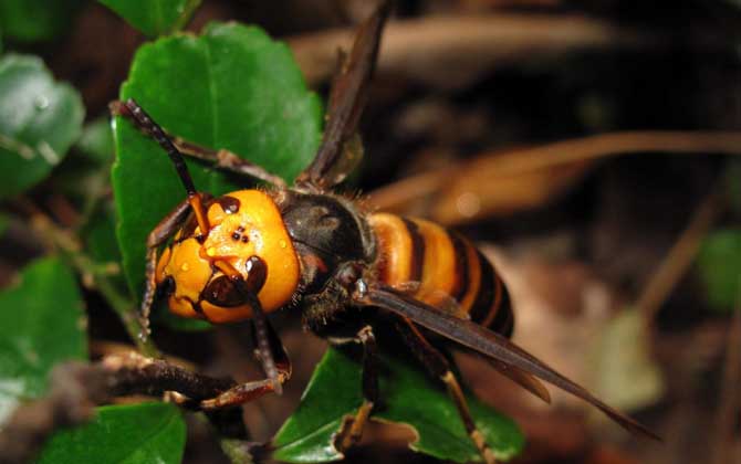 中國大虎頭蜂吃毛毛蟲嗎（虎頭蜂的生活習性）