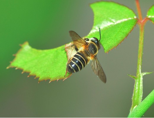 切葉蜂產(chǎn)蜜嗎(切葉蜂具有怎樣的獨(dú)特本領(lǐng)) 切葉蜂產(chǎn)蜜嗎(切葉蜂具有怎樣的獨(dú)特本領(lǐng))