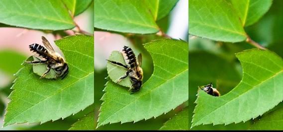 切葉蜂產(chǎn)蜜嗎(切葉蜂具有怎樣的獨(dú)特本領(lǐng)) 切葉蜂產(chǎn)蜜嗎(切葉蜂具有怎樣的獨(dú)特本領(lǐng))