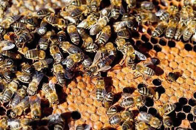【蜜蜂知識】蜜蜂怎么過冬(越冬)? 蜜蜂怎么過冬(越冬)?