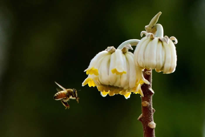 【蜜蜂知識】蜜蜂怎么過冬(越冬)? 蜜蜂怎么過冬(越冬)?