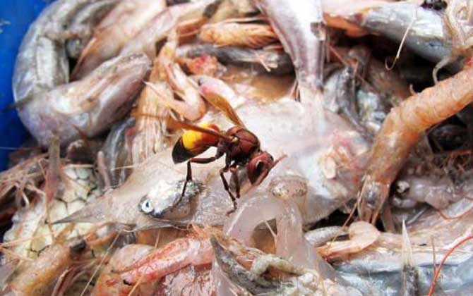 黃腰虎頭蜂蟄了怎么處理（如何處理黃腰虎頭蜂蟄過的傷口）