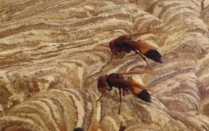 黃腰虎頭蜂蟄了怎么處理（如何處理黃腰虎頭蜂蟄過的傷口）