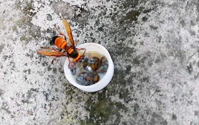 黃腰虎頭蜂蟄了怎么處理（如何處理黃腰虎頭蜂蟄過的傷口）