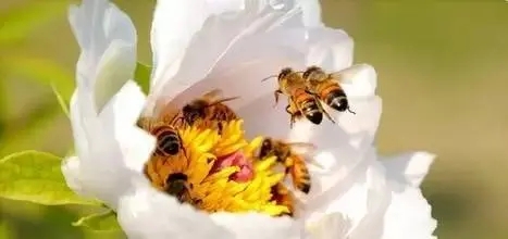 蜜蜂無私奉獻象征生活中的哪些人 蜜蜂無私奉獻象征生活中的哪些人