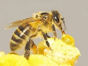 只有蜂王可以產卵嗎 只有蜂王可以產卵嗎