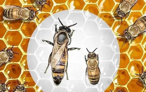 只有蜂王可以產卵嗎 只有蜂王可以產卵嗎