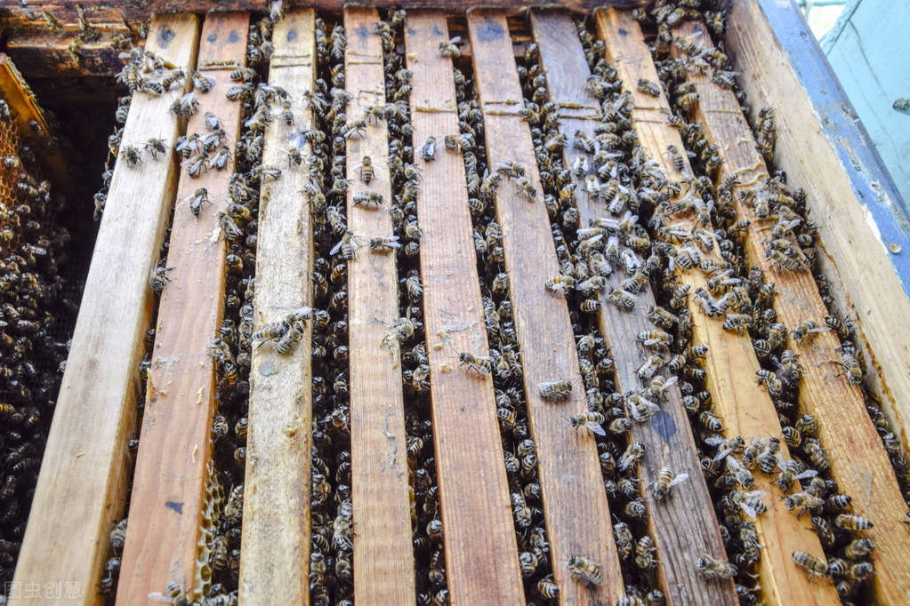 中蜂可以和意蜂在一個蜂場養嗎(中蜂和意蜂混養,原理在于掌握蜜蜂的盜性) 中蜂可以和意蜂在一個蜂場養嗎(中蜂和意蜂混養,原理在于掌握蜜蜂的盜性)