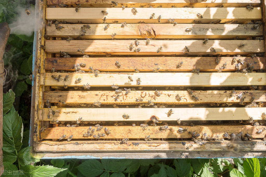 中蜂可以和意蜂在一個蜂場養嗎(中蜂和意蜂混養,原理在于掌握蜜蜂的盜性) 中蜂可以和意蜂在一個蜂場養嗎(中蜂和意蜂混養,原理在于掌握蜜蜂的盜性)