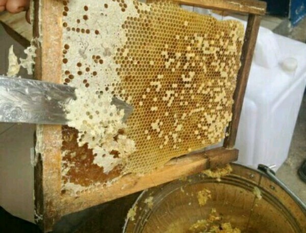 什么是桐花蜜(桐花蜂蜜的功效和作用) 什么是桐花蜜(桐花蜂蜜的功效和作用)