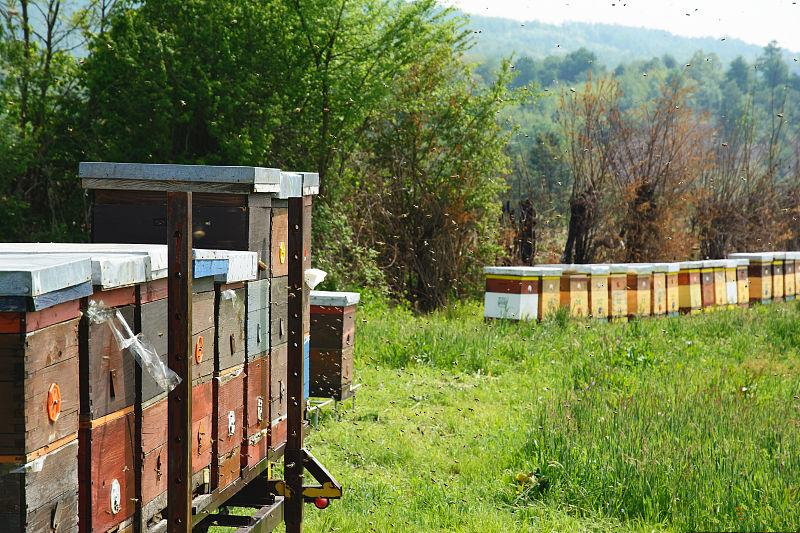 蜂王與蜜蜂的區(qū)別 蜂王與蜜蜂的區(qū)別