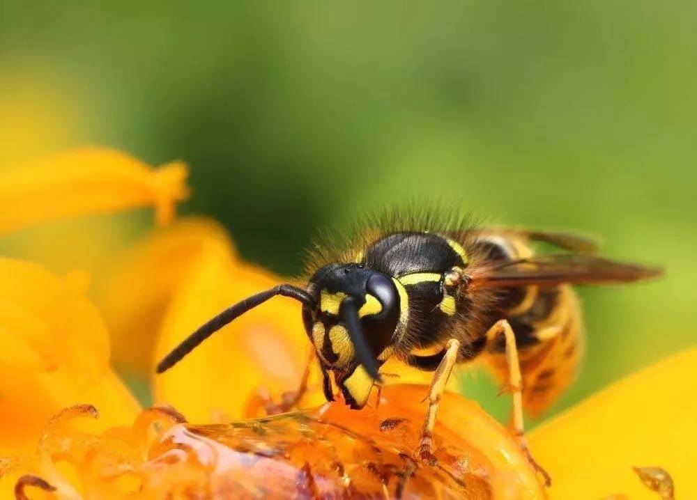 蜜蜂育種場種蜂王價格（2021蜂王究竟要多少錢一只）