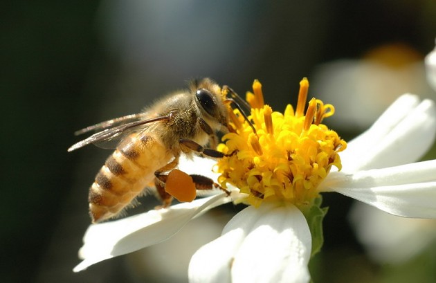 蜂王與工蜂顏色為什么不一樣(蜜蜂都有些什么品種) 蜂王與工蜂顏色為什么不一樣(蜜蜂都有些什么品種)
