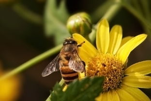 蜂王與工蜂顏色為什么不一樣(蜜蜂都有些什么品種) 蜂王與工蜂顏色為什么不一樣(蜜蜂都有些什么品種)