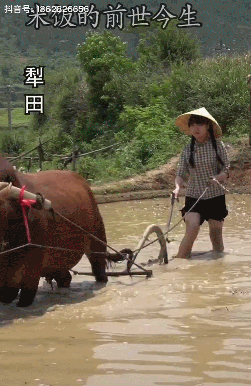 95后“村姑”靠直播插秧當(dāng)上網(wǎng)紅(犁田、插秧、打鐵,真農(nóng)活界“十項(xiàng)全能”)