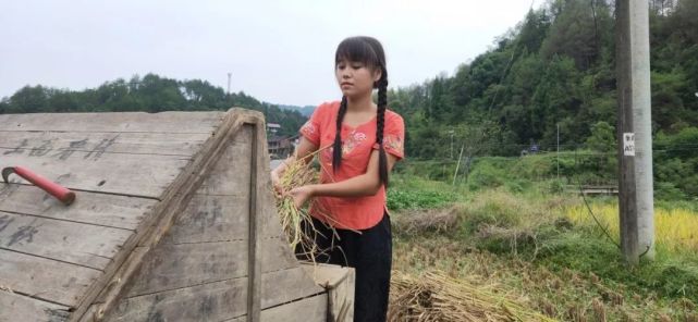 95后“村姑”靠直播插秧當(dāng)上網(wǎng)紅(犁田、插秧、打鐵,真農(nóng)活界“十項(xiàng)全能”)