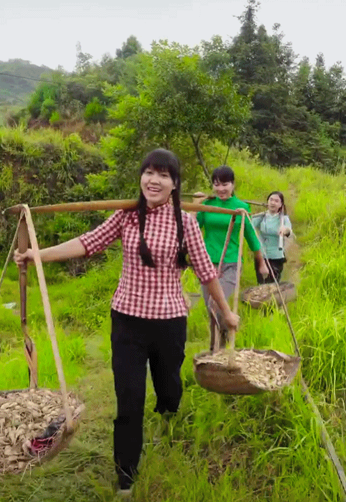 95后“村姑”靠直播插秧當(dāng)上網(wǎng)紅(犁田、插秧、打鐵,真農(nóng)活界“十項(xiàng)全能”)