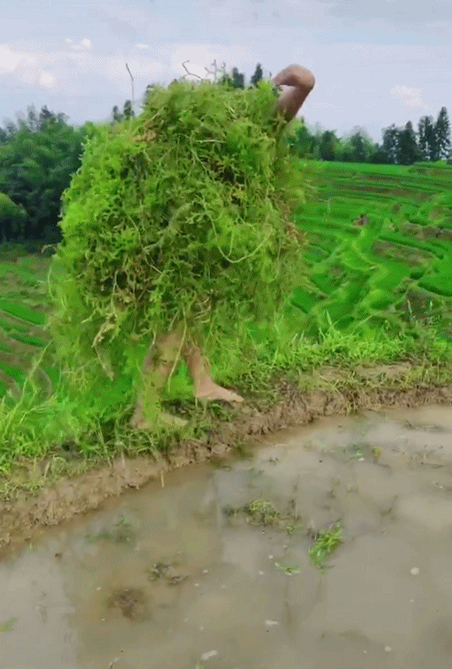 95后“村姑”靠直播插秧當(dāng)上網(wǎng)紅(犁田、插秧、打鐵,真農(nóng)活界“十項(xiàng)全能”)