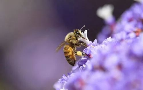 養(yǎng)蜂技術(shù)知識(shí)大全(實(shí)用養(yǎng)蜂技術(shù)資料) 養(yǎng)蜂技術(shù)知識(shí)大全(實(shí)用養(yǎng)蜂技術(shù)資料)